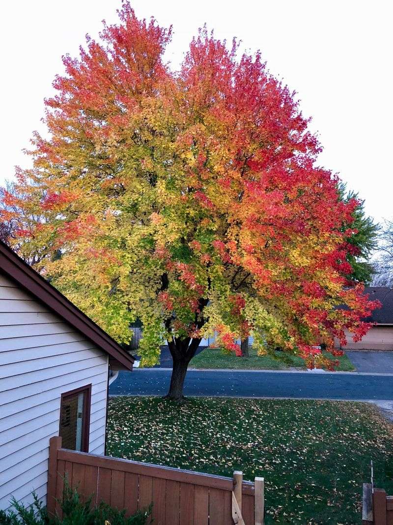 Those Sugar Maple Reds Start Long Before October