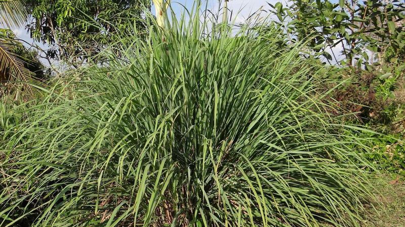 Those Tall Lemongrass Clumps Are Tougher Than They Are Hardy