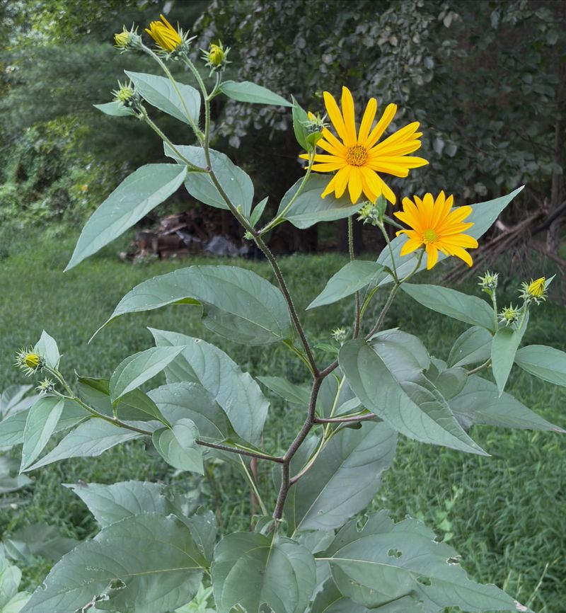 Those Tall Yellow Sunflower Cousins Are Hiding Snacks Underground