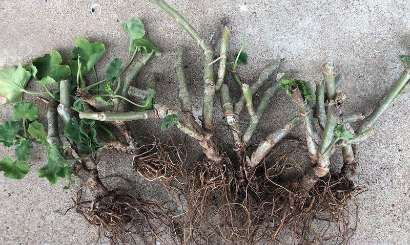 Those Thick Geranium Stems Hide A Winter Survival Secret Those Thick Geranium Stems Hide A Winter Survival Secret