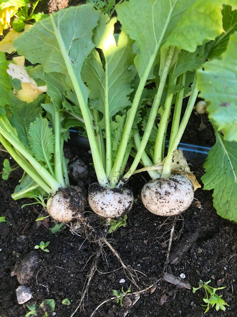 Those Thinnings Make Tender Greens For The Kitchen Those Thinnings Make Tender Greens For The Kitchen