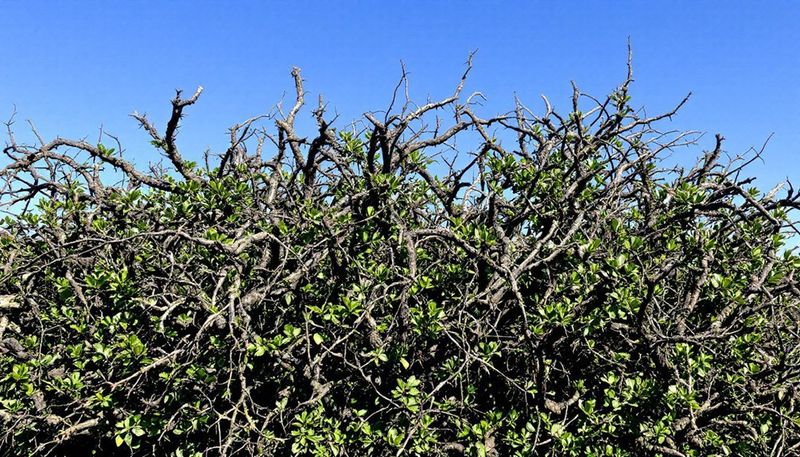 Those Thorny Fence Row Trees Had A Job Long Before Barbed Wire