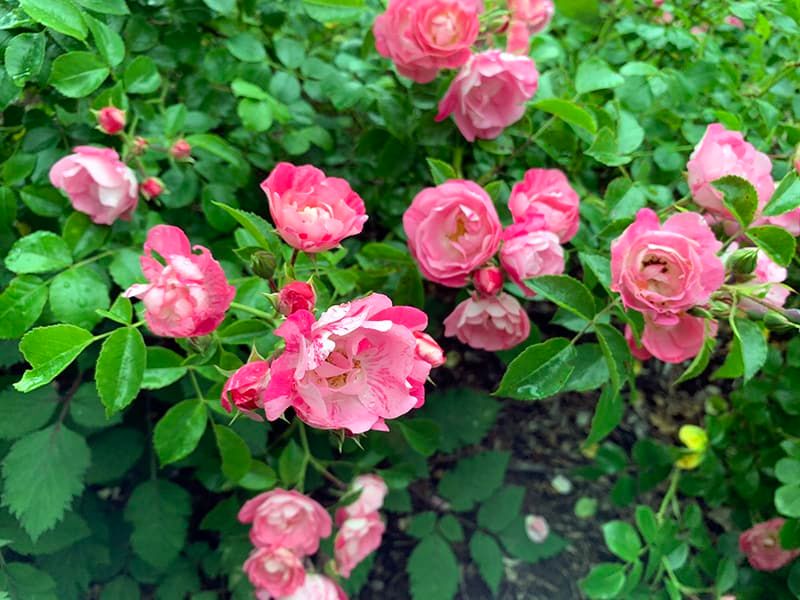 Those Tough Knock Out Rose Bushes Still Need One Well-Timed Haircut Those Tough Knock Out Rose Bushes Still Need One Well-Timed Haircut