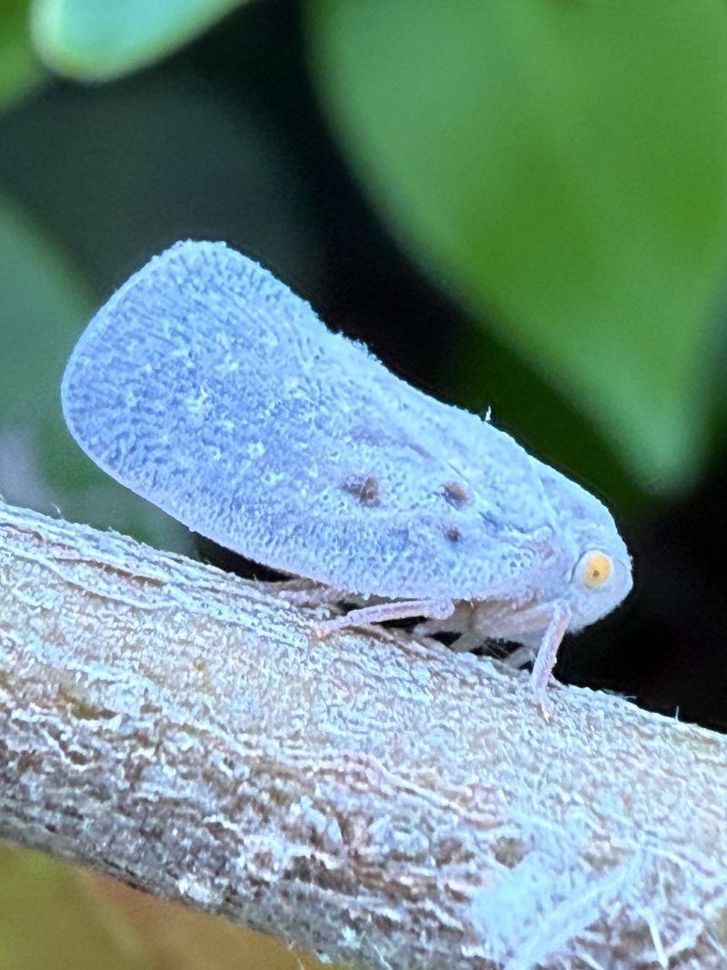 Those Wedge-Shaped Bugs On The Stems Are Mostly A Curiosity