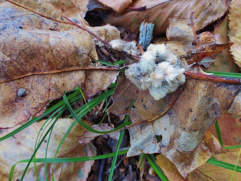Those White Balls Are Galls, Not Eggs