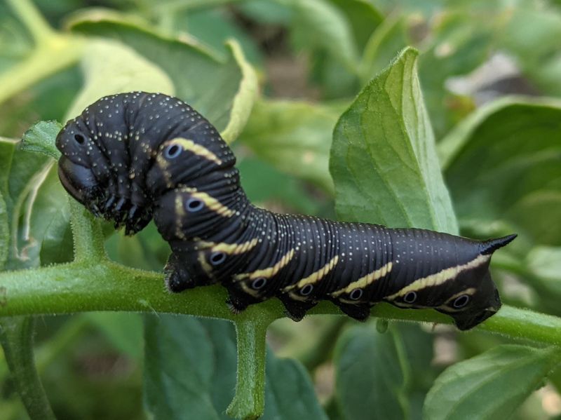 Those White Spots Signal Natural Pest Control At Work