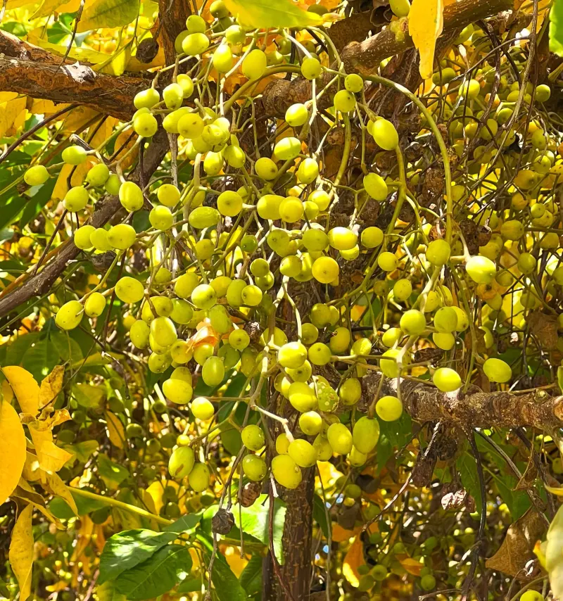 Those Yellow Fruits May Belong To A Tree With A Troubling Past