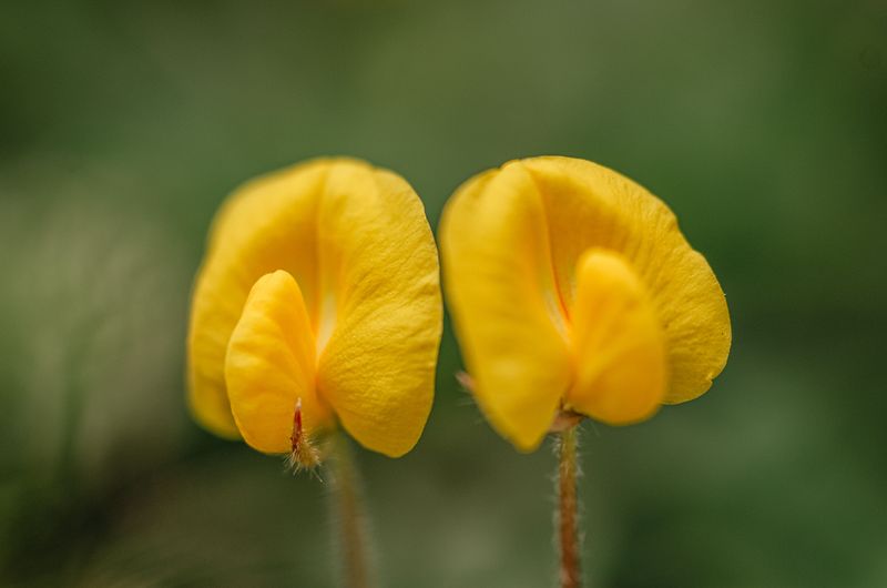Those Yellow Peanut Flowers Have a Strange Underground Secret Those Yellow Peanut Flowers Have a Strange Underground Secret