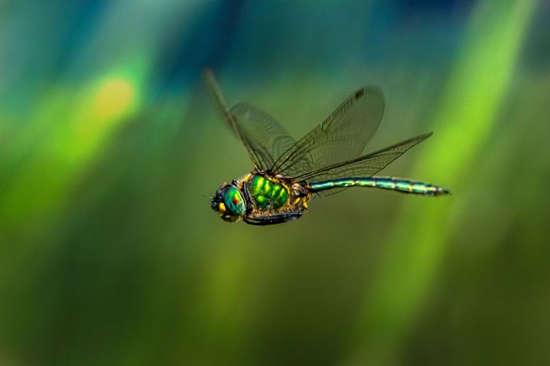 Thousands Of Green Darners On A Southbound Flight