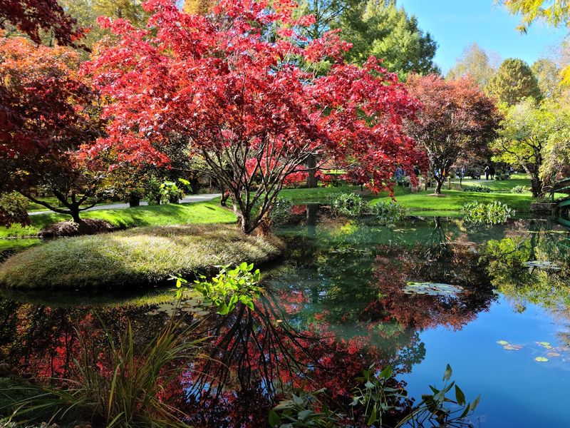 Thousands Of Japanese Maples Turn Brilliant Shades Of Red And Gold Thousands Of Japanese Maples Turn Brilliant Shades Of Red And Gold