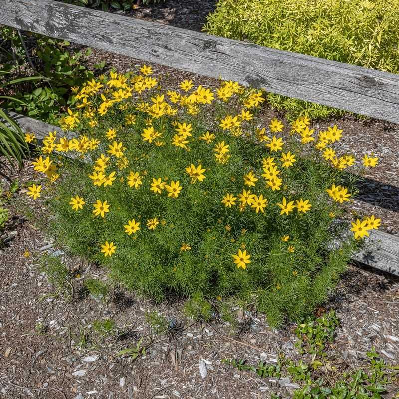 Threadleaf Coreopsis Threadleaf Coreopsis