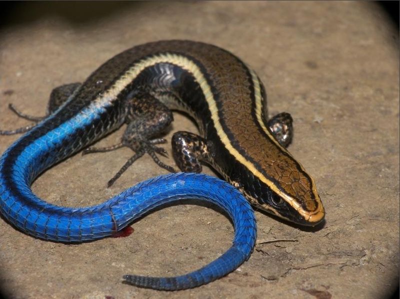 Three More Native Skinks Share The Blue Tail