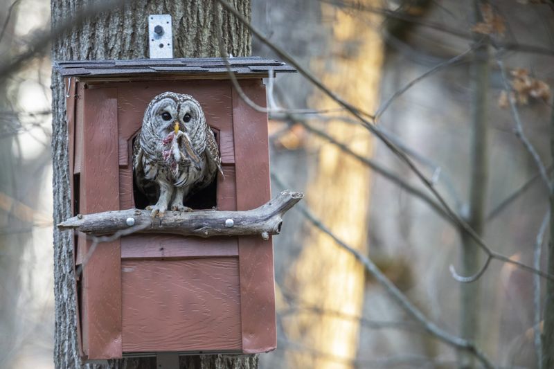 Three Ohio Owls Will Move Into A Nest Box Three Ohio Owls Will Move Into A Nest Box