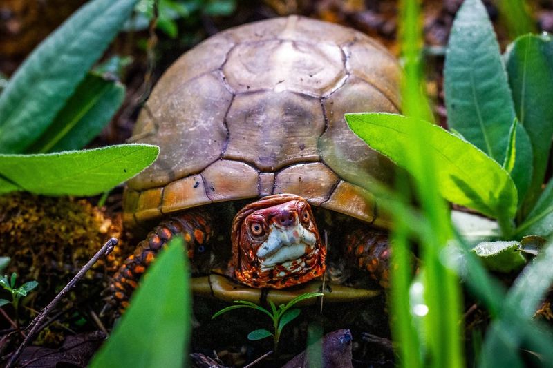 Three-Toed Box Turtles In The Garden