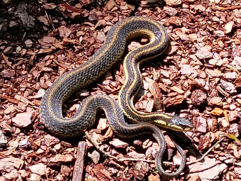 Three Yellow Stripes Help You Spot A Common Garter Snake