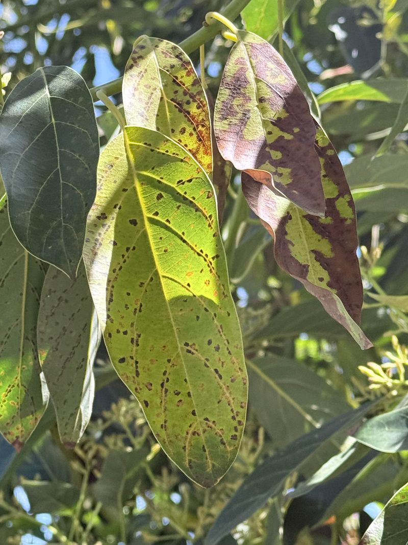 Thrips And Mites Can Distort New Growth