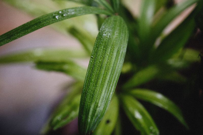 Thrips On Streaked Leaves Thrips On Streaked Leaves