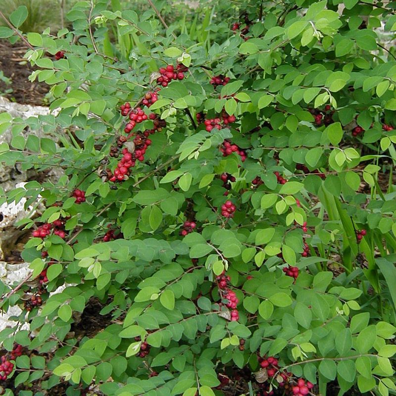 Thrives In Shade And Tough Soil