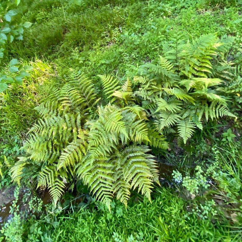 Thrives In Tough, Shady Spots Thrives In Tough, Shady Spots