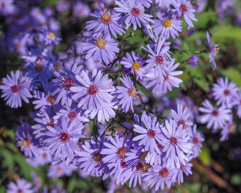 Thrives Where Most Fall Flowers Won't Thrives Where Most Fall Flowers Won't