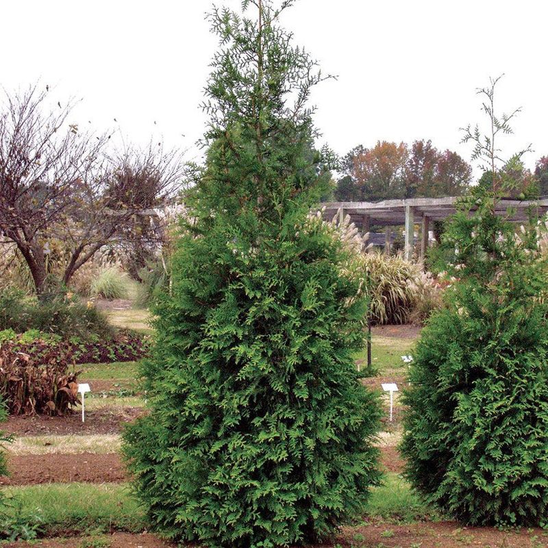Thuja ‘Green Giant’ Can Add Feet Of Height Every Year