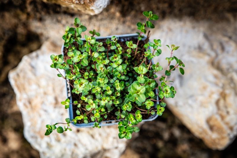 Thyme