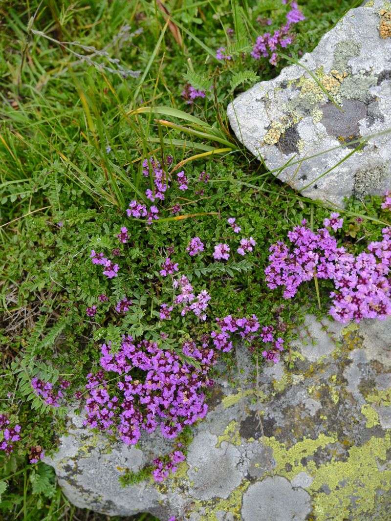 Thyme Grows Low And Tough Thyme Grows Low And Tough