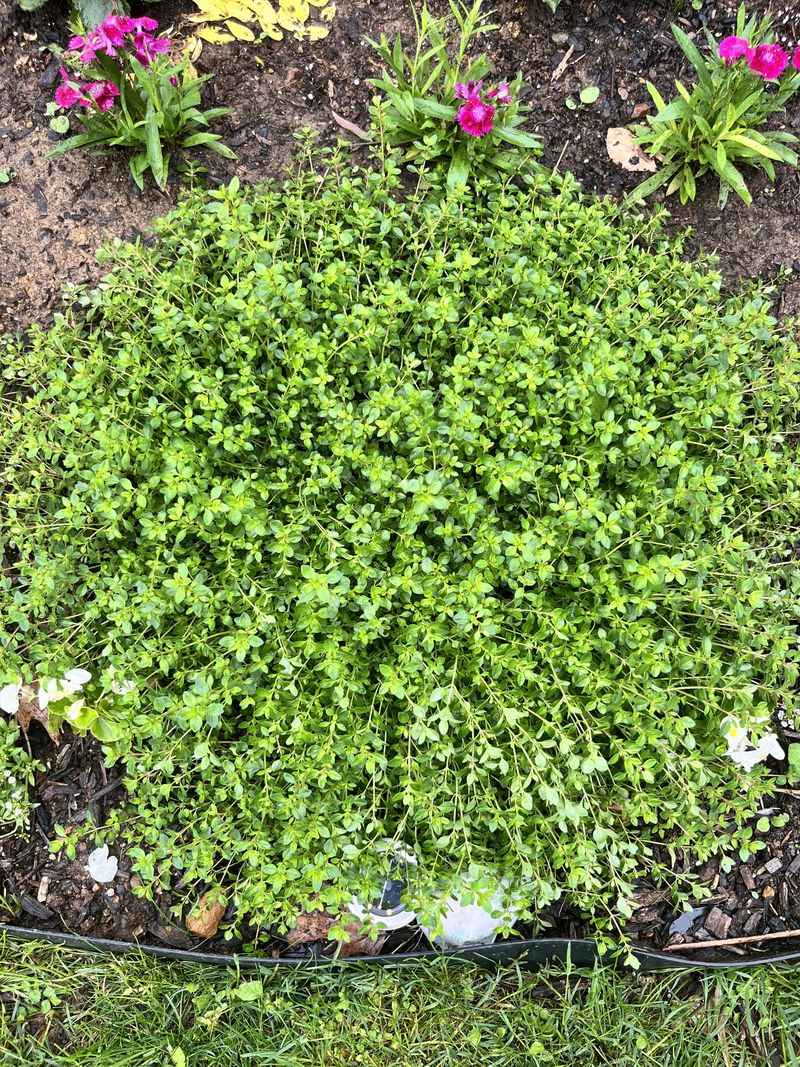 Thyme Packs Strong Scent Into Small Pots