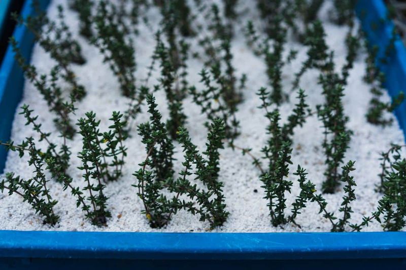 Thyme Roots From Short Sprigs