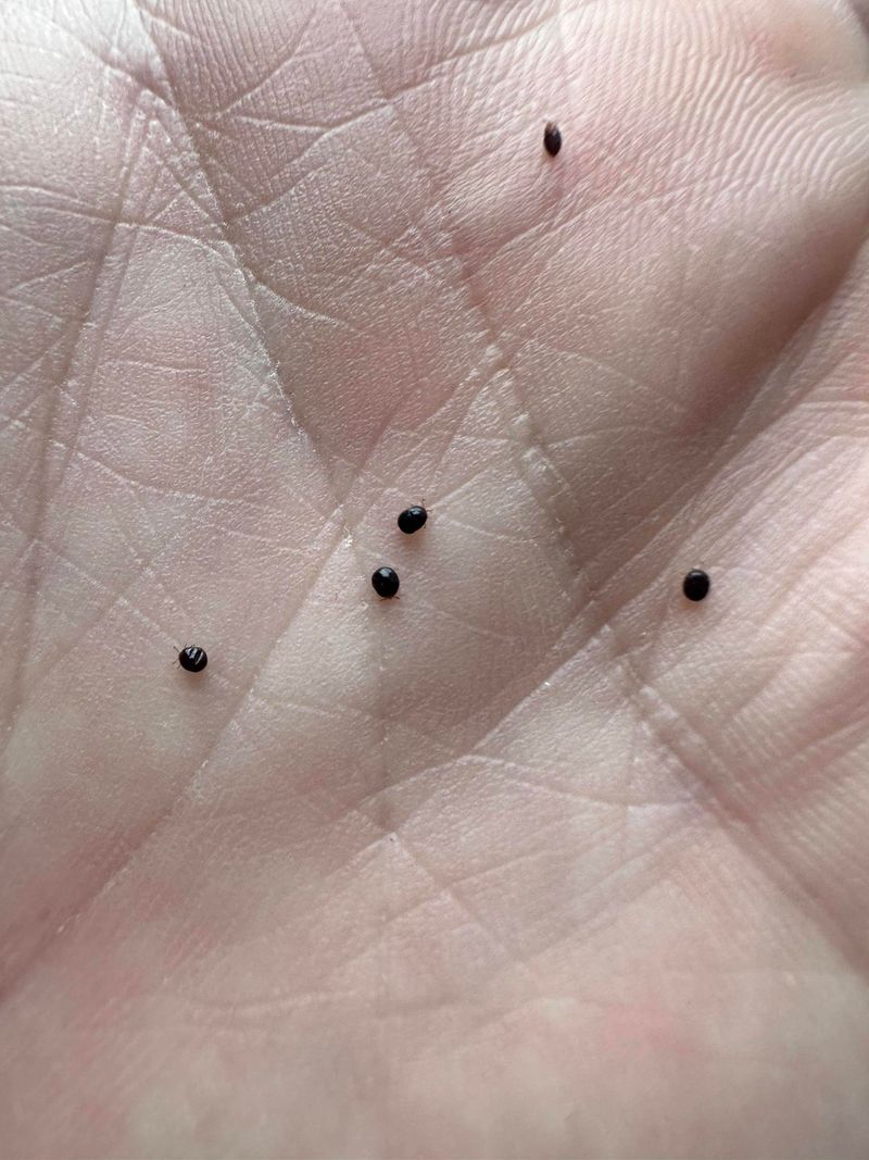 Tick Checks Matter Even In Fall