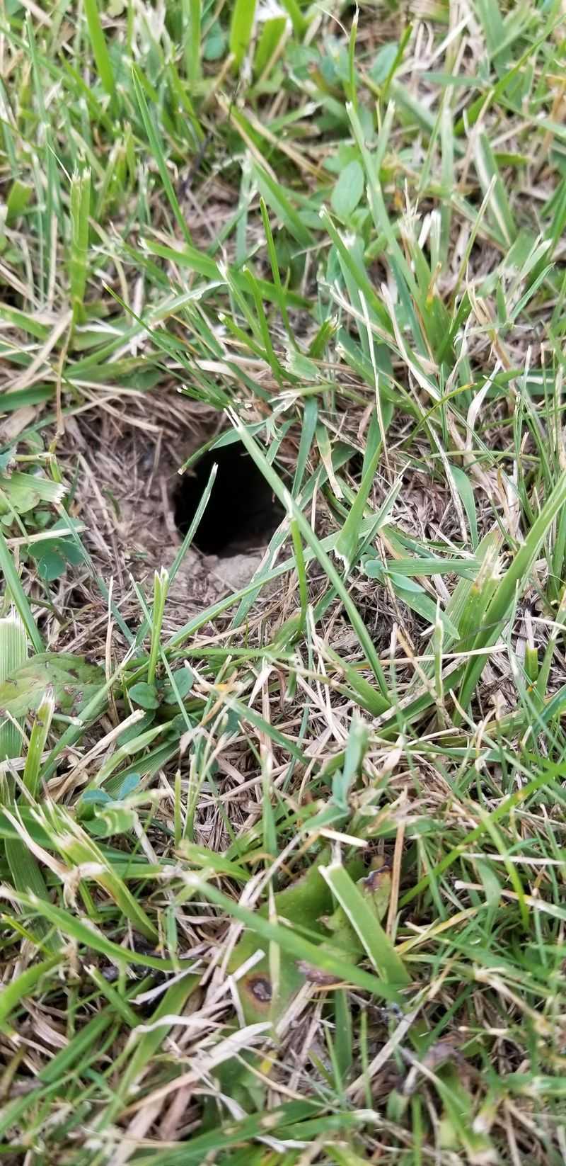 Tidy Holes Hidden Under The Thatch