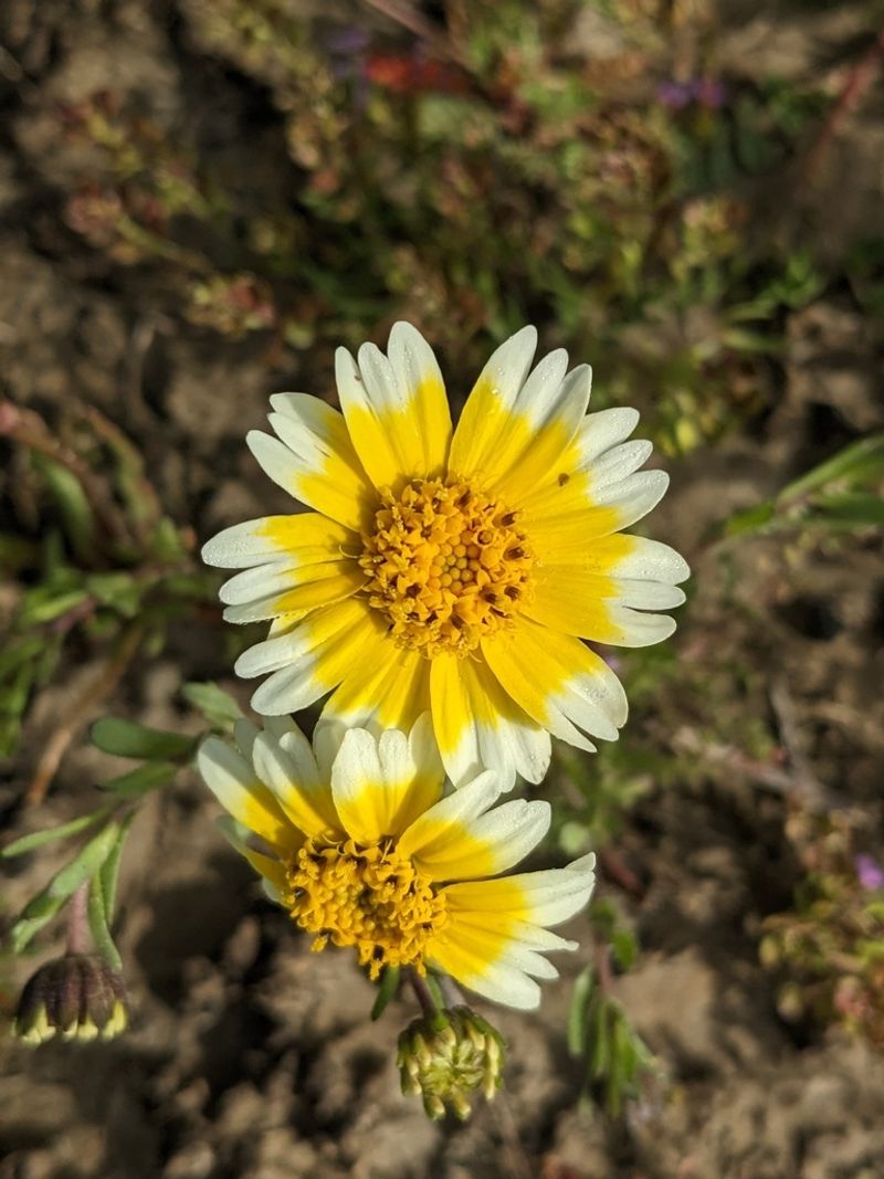 Tidy Tips Handles Dense Ground Well