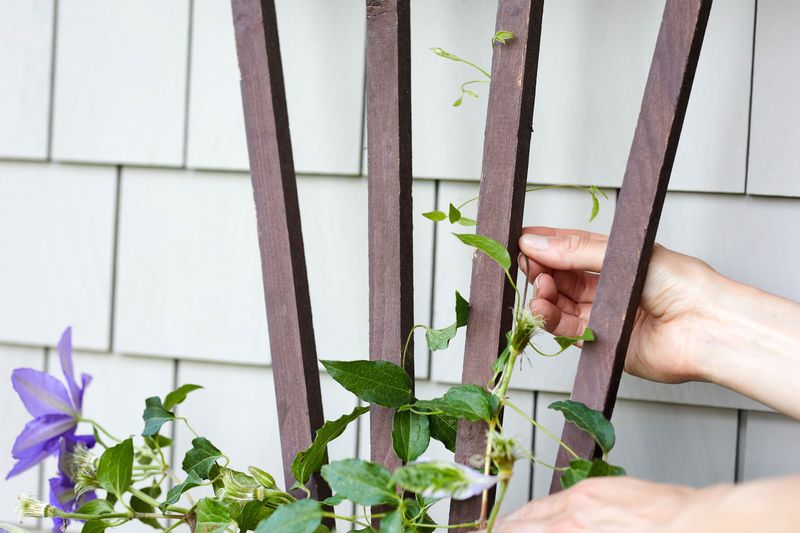 Tie In Long Stems Before Wind Tears Them Tie In Long Stems Before Wind Tears Them