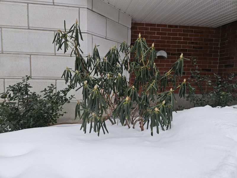 Tie Loose Branches Gently Together Tie Loose Branches Gently Together