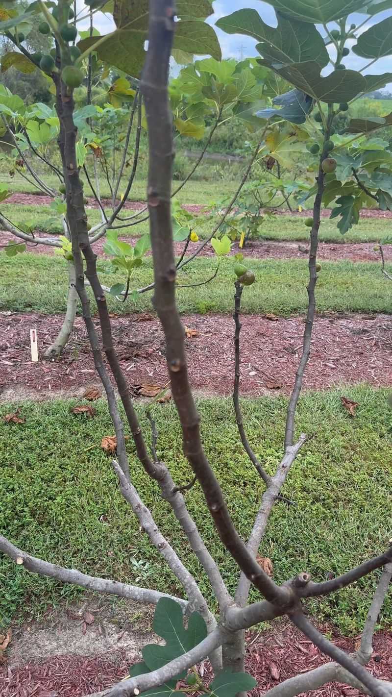 Tie The Branches Together Tie The Branches Together