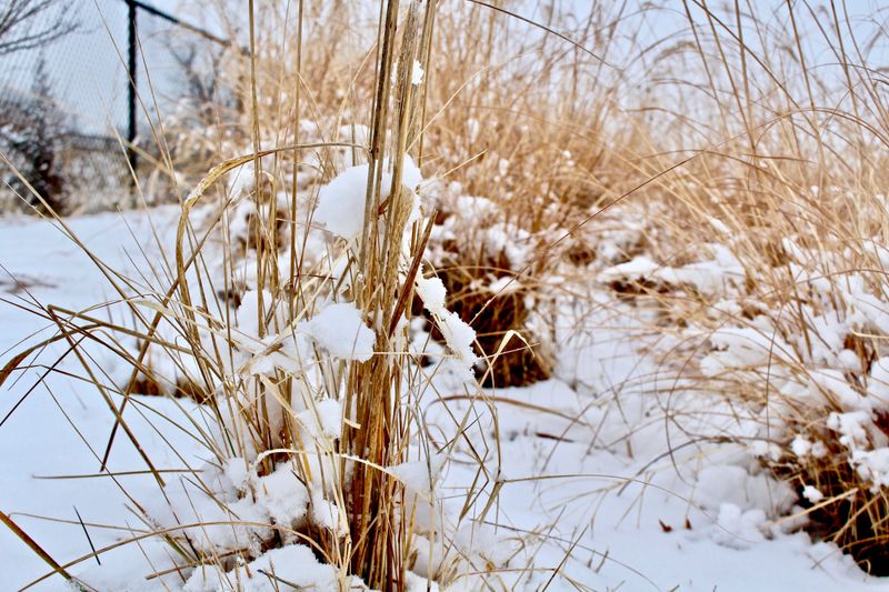 Tie Up Tall Clumps Before Snow Arrives Tie Up Tall Clumps Before Snow Arrives