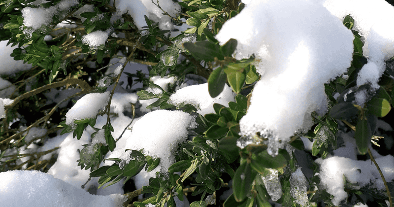 Tie Upright Shrubs Loosely Before Heavy Snow