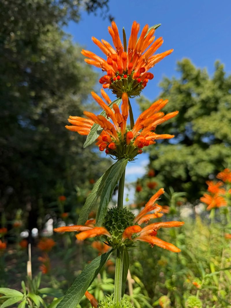 Tiers Of Velvety Orange Blooms Stack Up Along Tall Stems Tiers Of Velvety Orange Blooms Stack Up Along Tall Stems