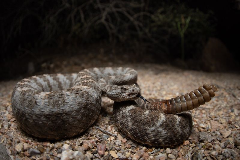Tiger Rattlesnake