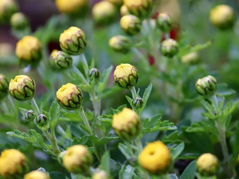 Tight Buds Are Michigan's Hidden Survivors