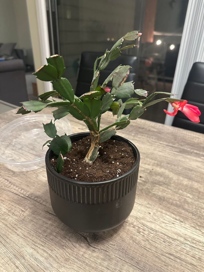 Tight Roots Have Outgrown The Pot Tight Roots Have Outgrown The Pot