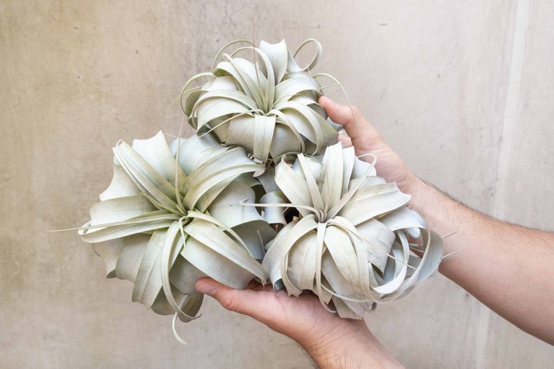 Tillandsia Xerographica, All Silver Curls