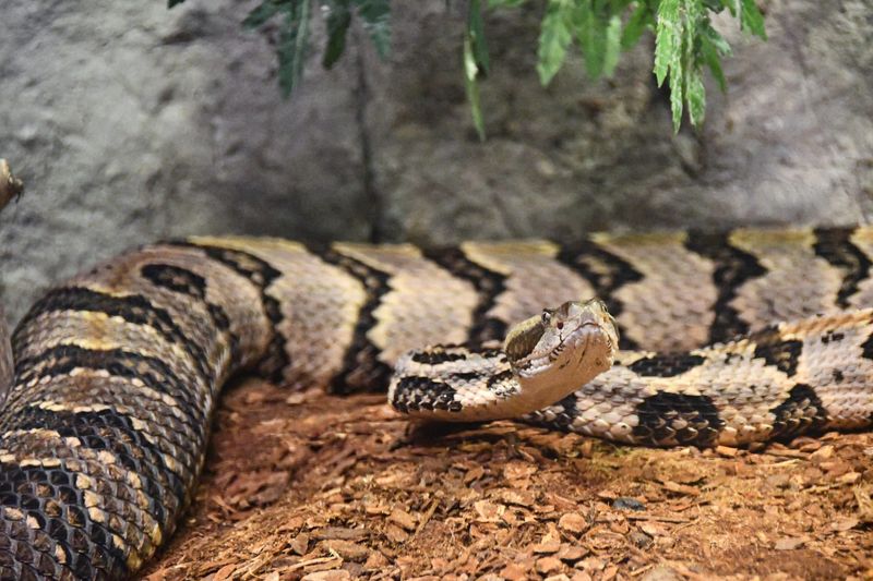 Timber Rattlesnake, A North Florida Resident Timber Rattlesnake, A North Florida Resident