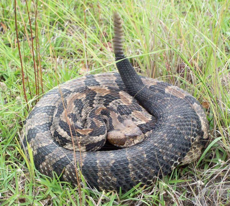 Timber Rattlesnake Basking On The Ledges