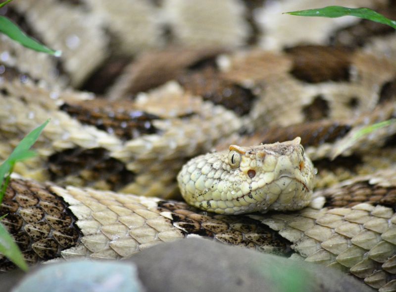 Timber Rattlesnake, The State's Largest Venomous Snake Timber Rattlesnake, The State's Largest Venomous Snake