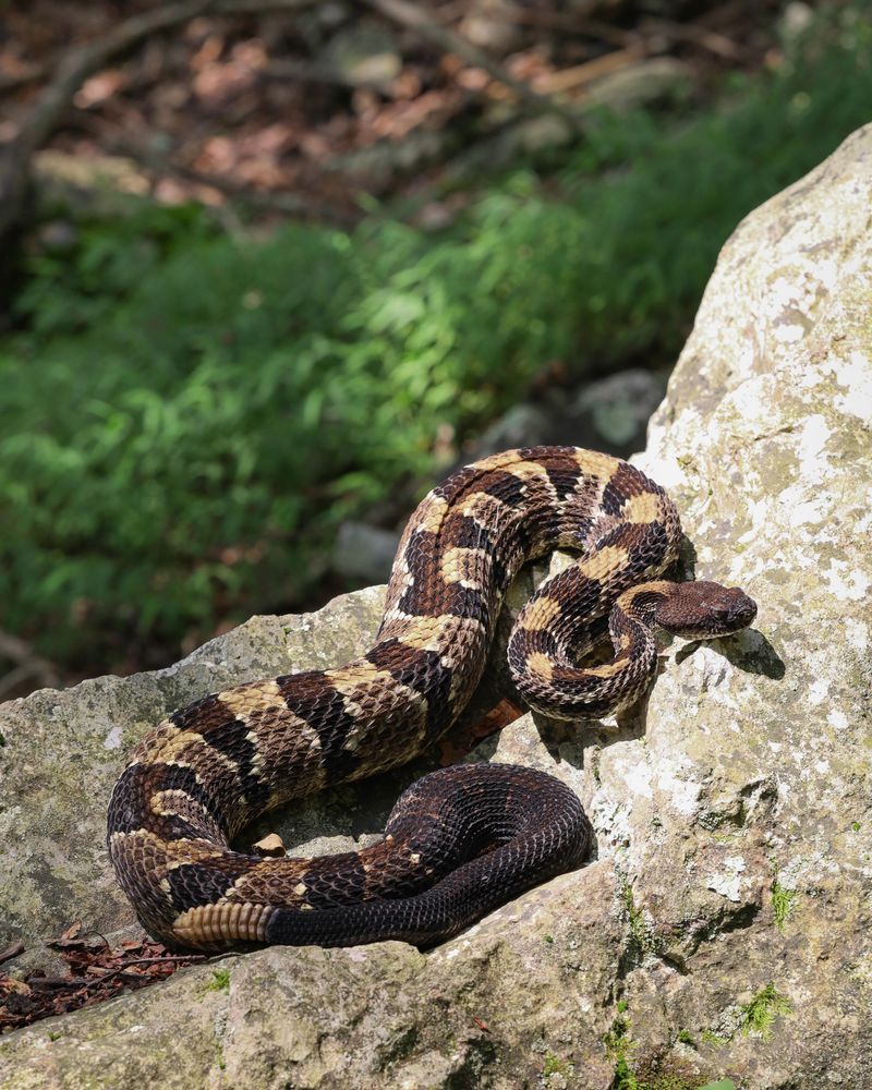 Timber Rattlesnake