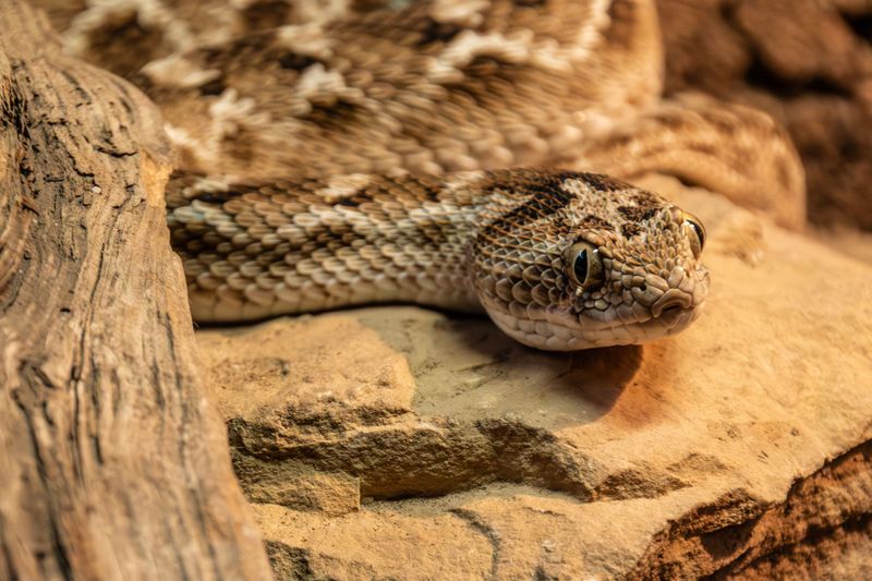 Timber Rattlesnakes Along Rocky Ridges