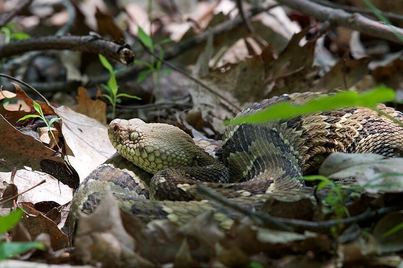 Timber Rattlesnakes Along The Woodpile Timber Rattlesnakes Along The Woodpile
