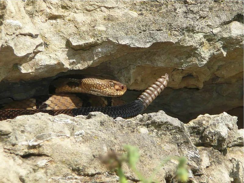 Timber Rattlesnakes Head Back To Their Rocky Ridge Dens