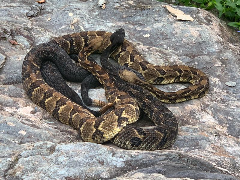 Timber Rattlesnakes Heading Back To Rocky Dens